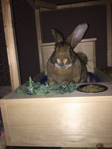 XL rabbit Hay Feeder with Litter Box and Bowls
