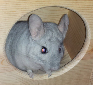 Custom chinchilla house