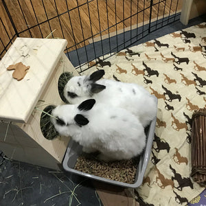 Rabbit Hay Feeder
