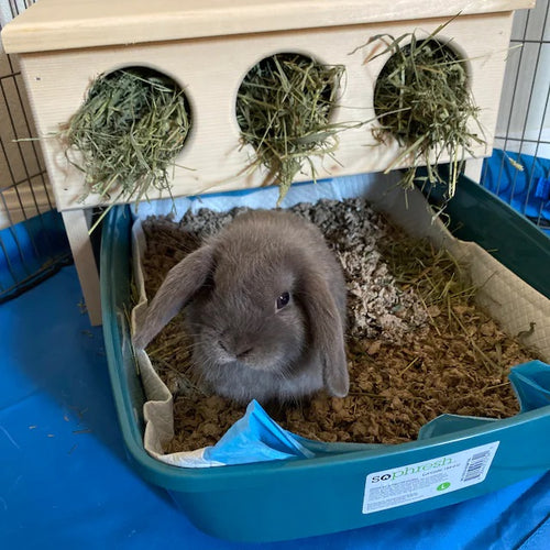Elevated rabbit hay feeder with round hay holes