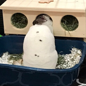 Elevated Rabbit Hay Feeder