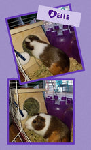 Load image into Gallery viewer, Chinchilla, Guinea Pig Hay Feeder
