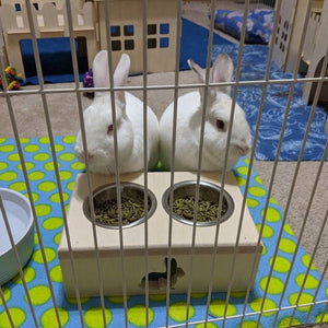 Pet Bunny Rabbit Feeding Station