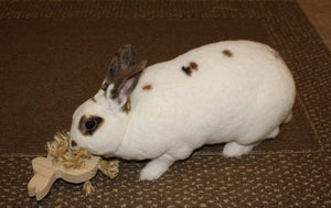 Rabbit Toy, Bunny Toss Toy